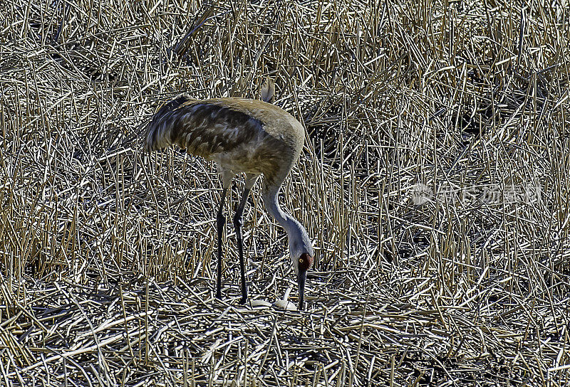 沙丘鹤(Antigone canadensis)是北美洲和西伯利亚东北部的一种大型鹤。黄石国家公园，怀俄明州。在有两个蛋的巢里。